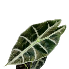 Load image into Gallery viewer, Alocasia, 4in, Watsoniana Lightning
