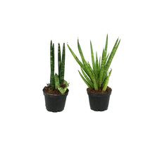 Load image into Gallery viewer, Sansevieria, 2.5in, Assorted