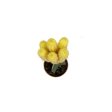 Load image into Gallery viewer, Cactus, 2.5in, Grafted, Assorted Colours, Tall Cac