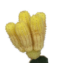 Load image into Gallery viewer, Cactus, 2.5in, Grafted, Assorted Colours, Tall Cac