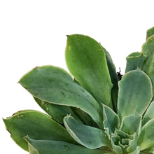 Load image into Gallery viewer, Succulent, 4in, Echeveria Pink Trumpet