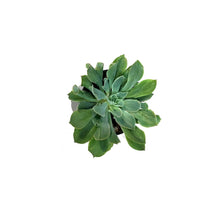 Load image into Gallery viewer, Succulent, 4in, Echeveria Pink Trumpet