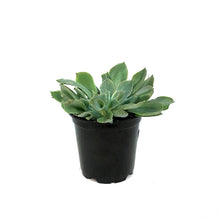 Load image into Gallery viewer, Succulent, 4in, Echeveria Pink Trumpet