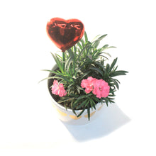 Load image into Gallery viewer, Dianthus Valentine's Planter, 4in, Large Hearts