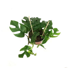 Load image into Gallery viewer, Monstera, 6in, Ginny