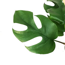 Load image into Gallery viewer, Monstera, 6in, Ginny