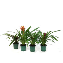 Load image into Gallery viewer, Bromeliad, 4in, Neoregelia Assorted