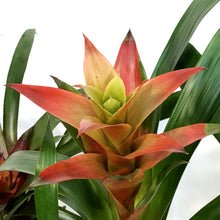 Load image into Gallery viewer, Bromeliad, 4in, Neoregelia Assorted