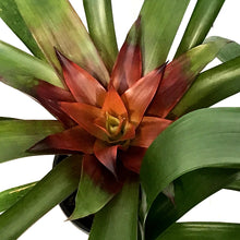 Load image into Gallery viewer, Bromeliad, 4in, Neoregelia Assorted