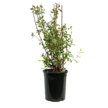 Load image into Gallery viewer, Mock Orange, 1 gal, Cheyenne®