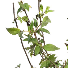 Load image into Gallery viewer, Mock Orange, 1 gal, Cheyenne®