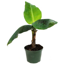 Load image into Gallery viewer, Banana, 6in, Dwarf Cavendish