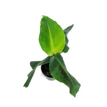 Load image into Gallery viewer, Banana, 6in, Dwarf Cavendish