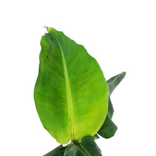 Load image into Gallery viewer, Banana, 6in, Dwarf Cavendish