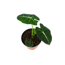 Load image into Gallery viewer, Alocasia, 6in, Frydek