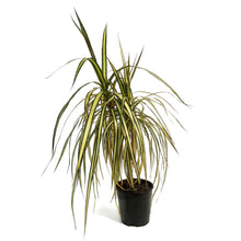 Load image into Gallery viewer, Dracaena, 5in, Kiwi