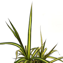 Load image into Gallery viewer, Dracaena, 5in, Kiwi