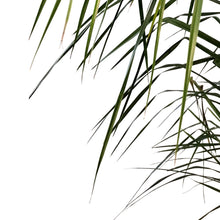 Load image into Gallery viewer, Palm, 14in, Queen