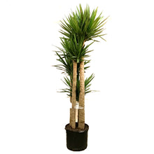 Load image into Gallery viewer, Yucca, 14in, Cane 5/4/3/2