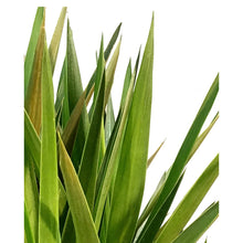 Load image into Gallery viewer, Yucca, 14in, Cane 5/4/3/2