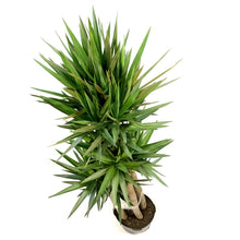 Load image into Gallery viewer, Yucca, 14in, Cane 5/4/3/2