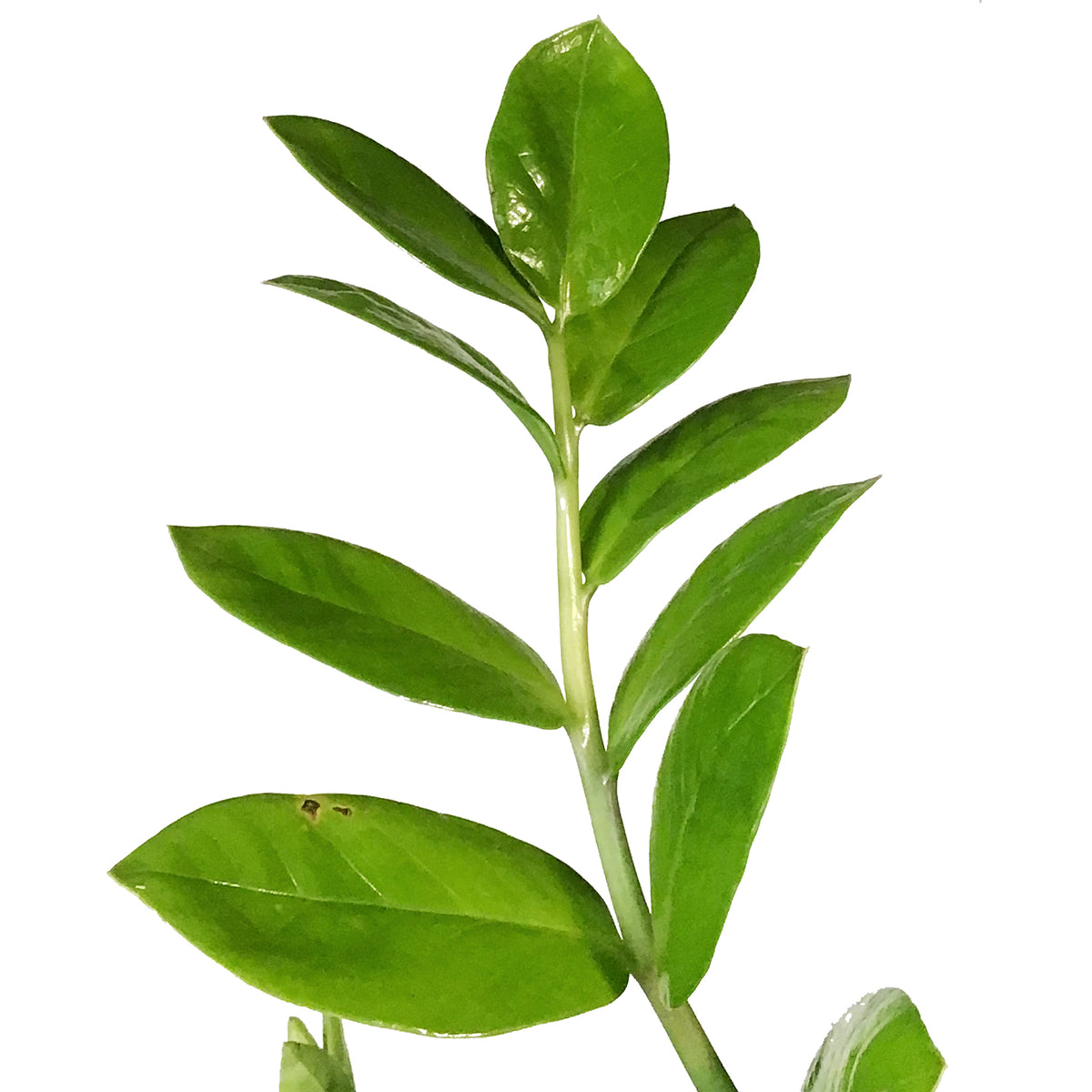 【CPC-L24】ZAM様 ZZ Plant, 14in, Zamioculcas Zamiifolia – Floral Acres Greenhouse