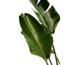 Load image into Gallery viewer, Bird of Paradise, 17in, White