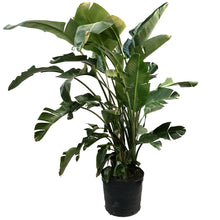 Load image into Gallery viewer, Bird of Paradise, 17in, White