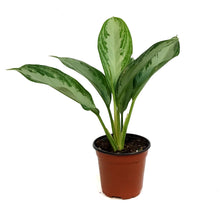Load image into Gallery viewer, Aglaonema, 4in, Silver Bay