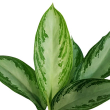 Load image into Gallery viewer, Aglaonema, 4in, Silver Bay
