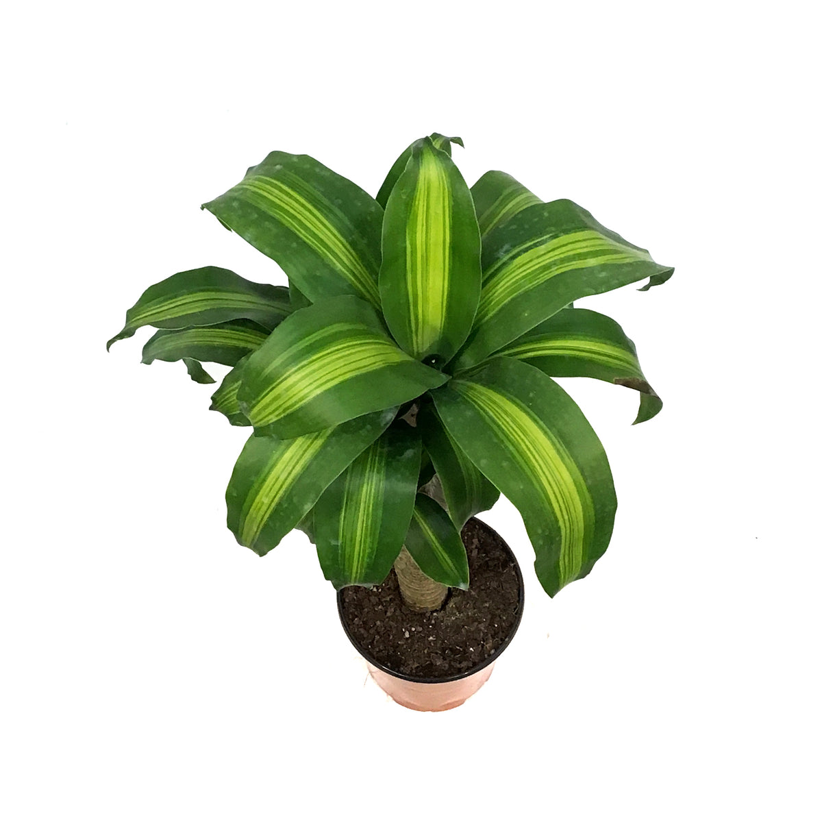 dracaena mass stump Dracaena, 6in Mass Stump – Floral Acres Greenhouse & Garden Centre