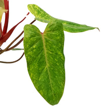 Load image into Gallery viewer, Philodendron, 6in, Painted Lady