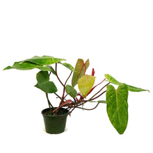 Load image into Gallery viewer, Philodendron, 6in, Painted Lady