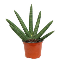 Load image into Gallery viewer, Sansevieria, 6in, Bonzel
