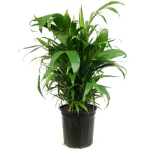 Load image into Gallery viewer, Palm, 8in, Bamboo Chamaedorea Seifrizii