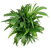 Load image into Gallery viewer, Palm, 8in, Bamboo Chamaedorea Seifrizii