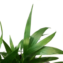Load image into Gallery viewer, Palm, 8in, Bamboo Chamaedorea Seifrizii