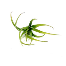 Load image into Gallery viewer, Tillandsia Flabellata Rubra Medium