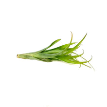 Load image into Gallery viewer, Tillandsia Flabellata Rubra Medium
