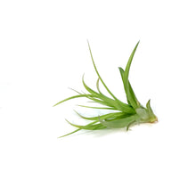 Load image into Gallery viewer, Tillandsia Brachycaulous Multiflora