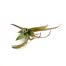 Load image into Gallery viewer, Tillandsia Brachycaulous Multiflora
