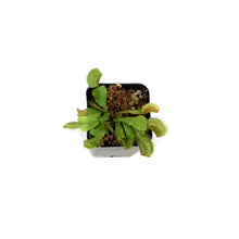 Load image into Gallery viewer, Venus Flytrap, 2.25in, Green