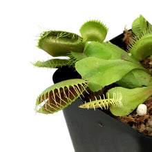 Load image into Gallery viewer, Venus Flytrap, 2.25in