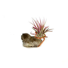 Load image into Gallery viewer, Tillandsia Ionantha Mounted on Smoky Quartz