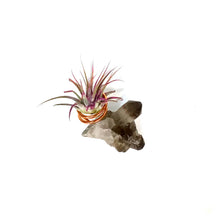 Load image into Gallery viewer, Tillandsia Ionantha Mounted on Smoky Quartz