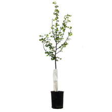 Load image into Gallery viewer, Linden, 5 gal, Little Leaf