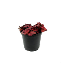Load image into Gallery viewer, Fittonia, 4in, Nerve Plant Red Flame