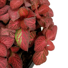 Load image into Gallery viewer, Fittonia, 4in, Nerve Plant Red Flame