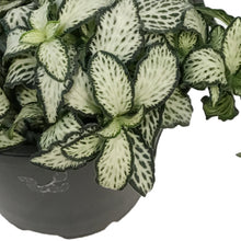 Load image into Gallery viewer, Fittonia, 4in, Nerve Plant Lovers