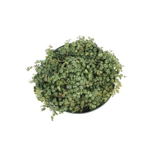 Load image into Gallery viewer, String of Turtles, 6in, Peperomia Prostrata